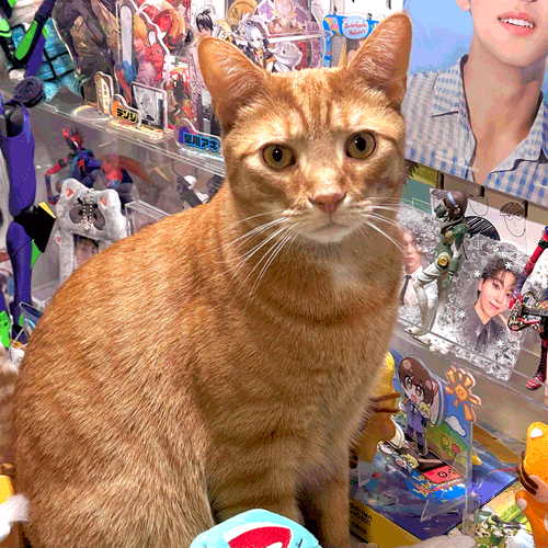 Orange cat