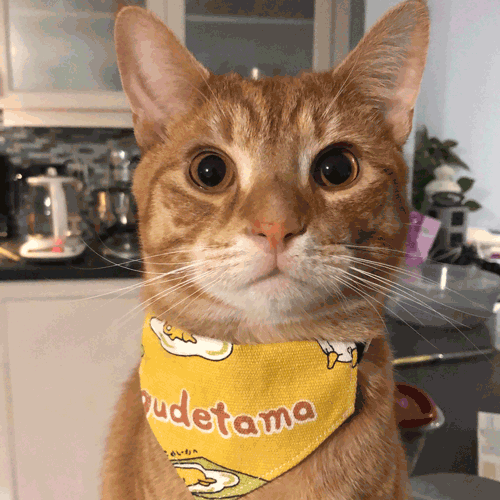 Orange cat