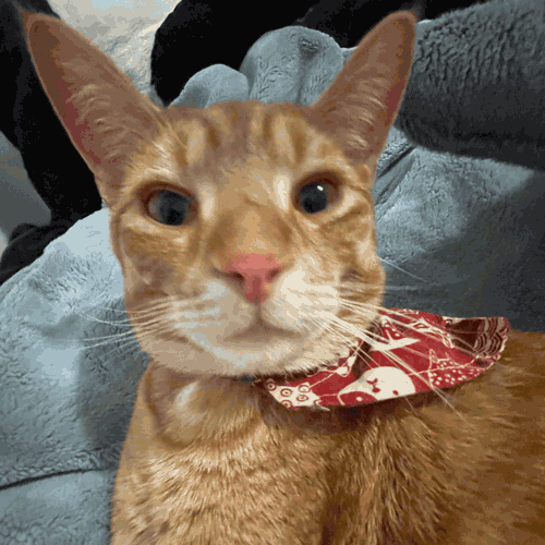 Orange cat
